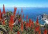 Aloe Vera fiore californiano