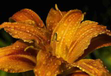 La Pianta Alpine Lily