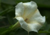 Il fiore califoriano della datura