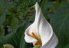 Il fiore californiano Calla Lily