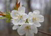 Fiore di Bach Cherry Plum