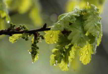 Fiore di Bach Oak