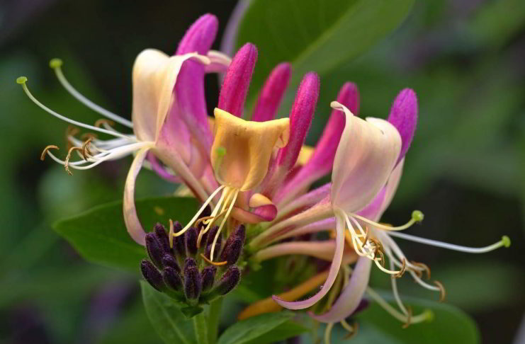 Il bellissimo fiore di Bach Honeysuckle