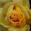 Una rosa gialla per Tagore